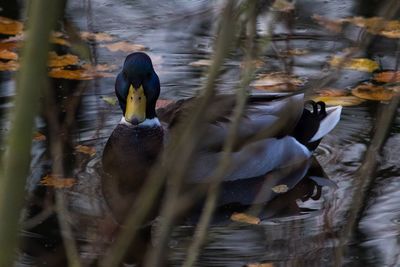 Close-up of duck swimming on lake