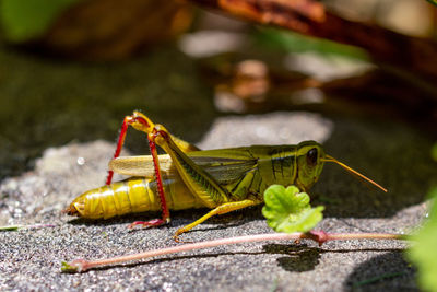 Close-up of insect on leaf