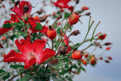 Close-up of red flowering rose plant against sky