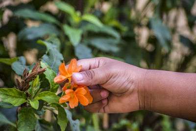 Close-up of hand holding flowers