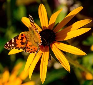 Close-up of butterfly pollinating on yellow flower
