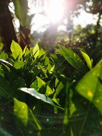 Close-up of fresh green plant