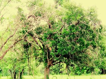 Plants against trees