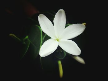 Close-up of frangipani blooming against black background