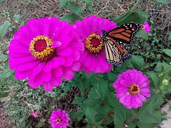 High angle view of butterfly pollinating on pink flower