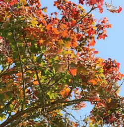 Low angle view of trees against sky