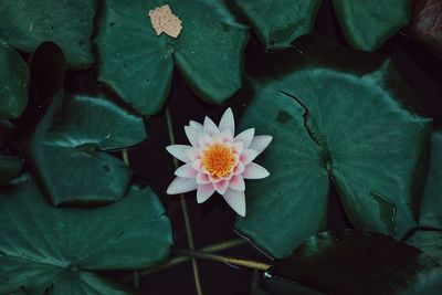 High angle view of lotus water lily in pond