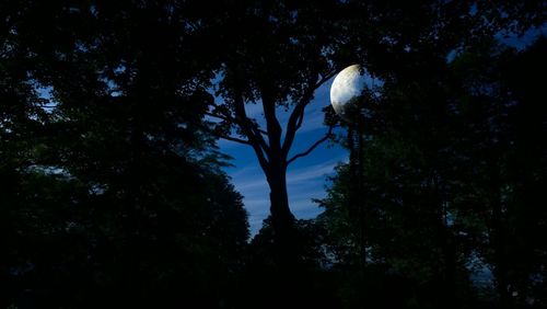 Low angle view of trees