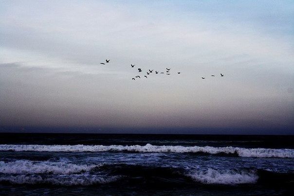 bird, flying, animal themes, animals in the wild, wildlife, sea, water, flock of birds, sky, horizon over water, spread wings, mid-air, seagull, nature, medium group of animals, scenics, beauty in nature, silhouette, waterfront