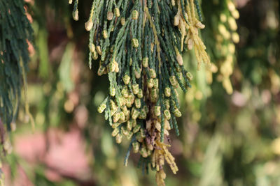 Close-up of dead plant hanging on tree trunk