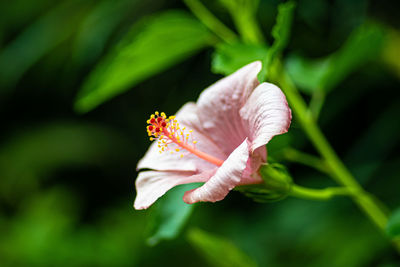 Close-up of red rose flower