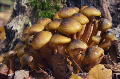 Close-up of mushrooms growing on field