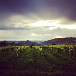 Scenic view of vineyard against sky