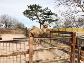 Camel at zoo