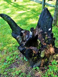 View of tree trunk in forest