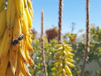 Close-up of yellow flower on plant against sky