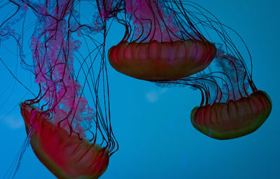 Close-up of jellyfish swimming in sea