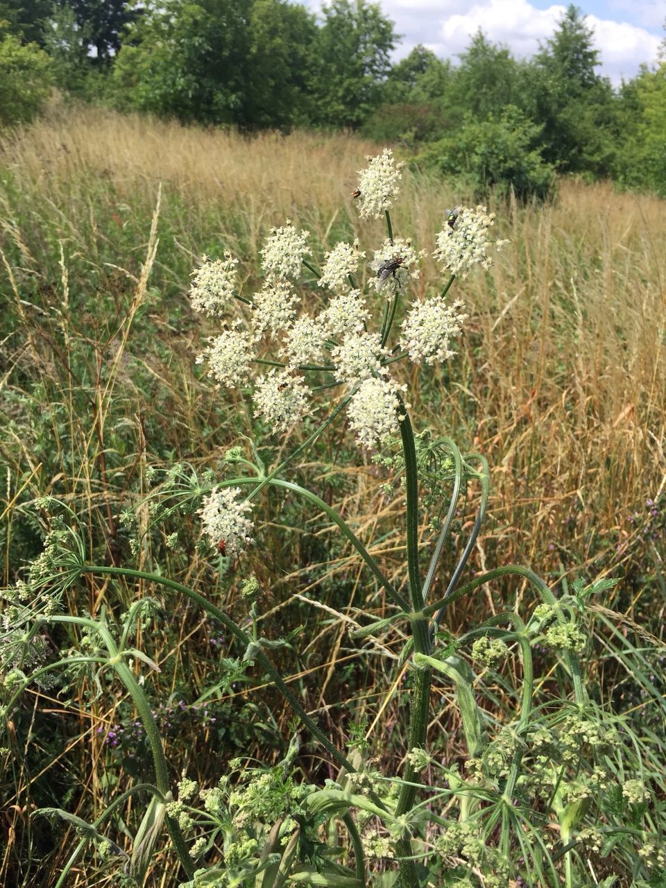 VIEW OF FLOWERING PLANTS ON FIELD