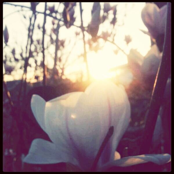 transfer print, auto post production filter, sun, sunlight, sunbeam, lens flare, flower, close-up, beauty in nature, nature, focus on foreground, growth, tree, sky, outdoors, sunset, day, fragility, no people, plant