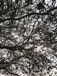 Low angle view of flowering tree against sky