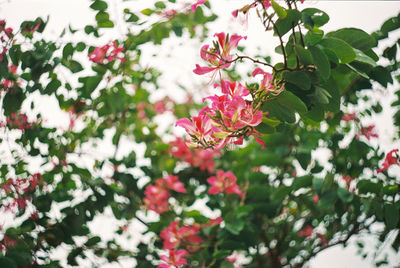 Close-up of flowers blooming on tree