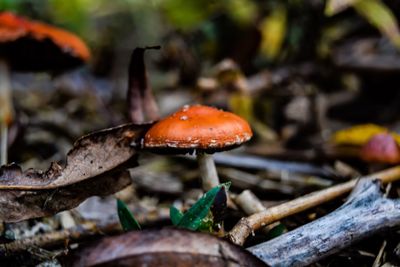 Close-up of mushroom growing during autumn