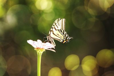 Close-up of butterfly perching on flower