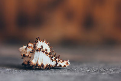 Close-up of dried plant