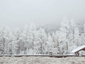 Trees on landscape