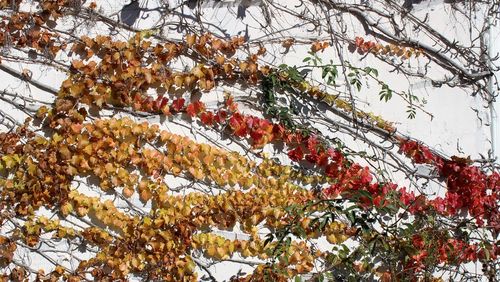 Low angle view of tree