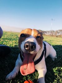 Portrait of dog on field