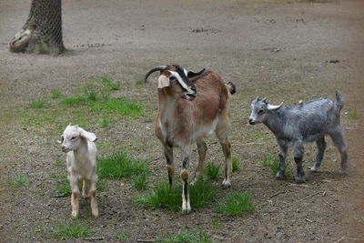 Goats standing in a field