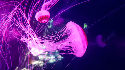 Close-up of jellyfish swimming in aquarium