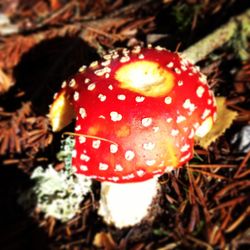 Close-up of mushroom in forest