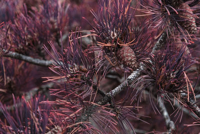Small pine cones clustered on some purple colored pine tree branches