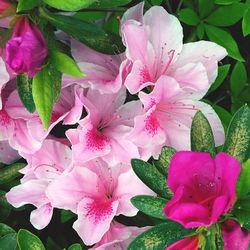 Close-up of pink flower