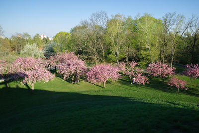 View of cherry blossom trees in field