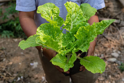 Midsection of person holding leaf on field