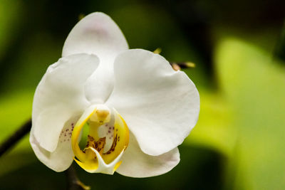 Close-up of white flower blooming outdoors