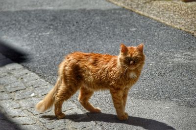 Cat lying on road