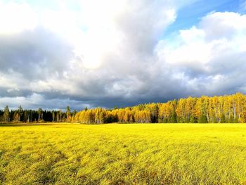 Scenic view of field against sky