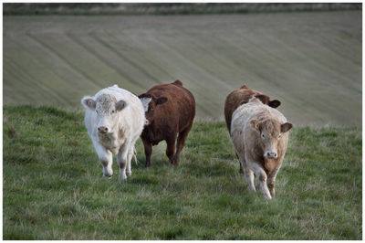 Cows standing in a field