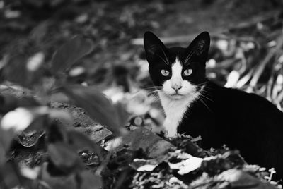 Portrait of cat on field