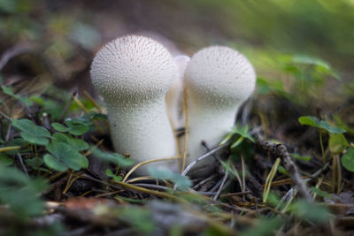 Close-up of mushroom growing on field