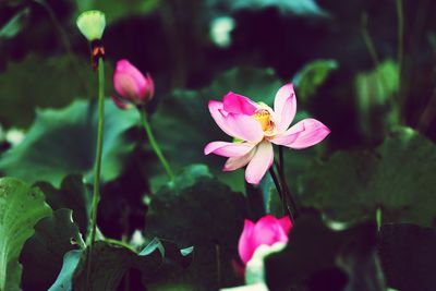 Close-up of pink flowers growing outdoors