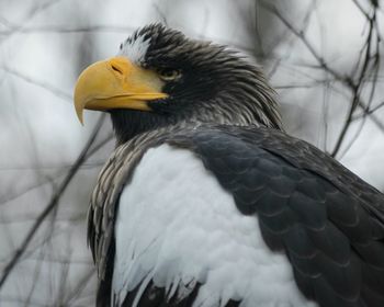 Close-up of stellers sea eagle