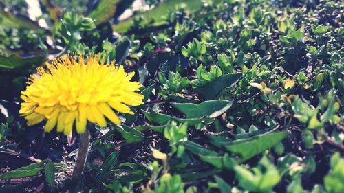 Close-up of yellow flower