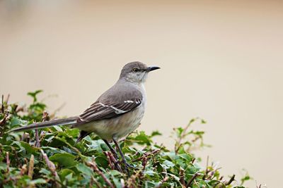 Close-up of bird perching on a plant