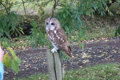 Bird looking away