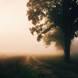 Trees in foggy weather